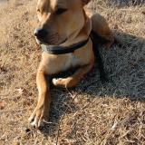 Foto de un perro reunido en Kansas City