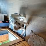 Foto de perro perdido en St Clet