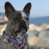 Foto de perro perdido en Aubenas