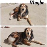 Foto de perro perdido en Moreac