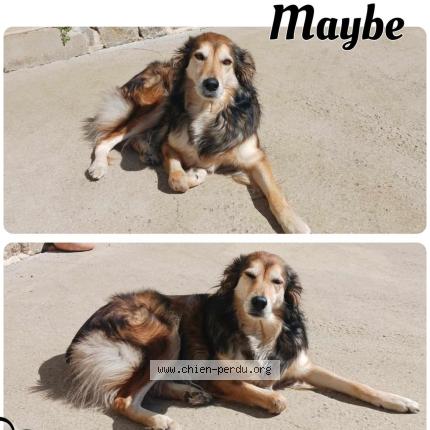 Foto de perro perdido en Moreac