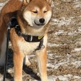 Foto de perro perdido en Bensenville