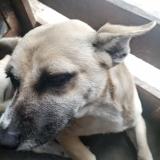 Foto de perro perdido en Comas