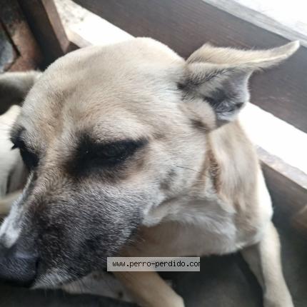 Foto 1/1 Marr&oacute;n Chien perdido en Comas