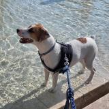 Foto de perro perdido en Muron