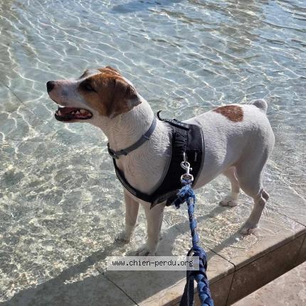 Foto de perro perdido en Muron