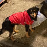 Foto de perro perdido en Paris