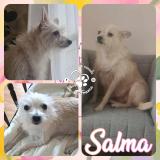 Foto de perro perdido en Argenteuil