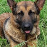 Foto de perro perdido en Les Portes Du Coglais Montours