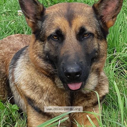 Foto 1/1 Rafale Chien perdido en Les portes du coglais montours