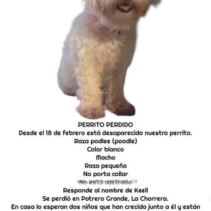 Foto de perro perdido en Panama