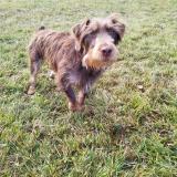 Foto de perro perdido en Vy Les Rupt