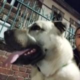 Foto de perro encontrado en Rouen