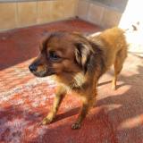 Foto de perro encontrado en Perpigna