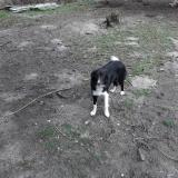 Foto de perro perdido en Allogny