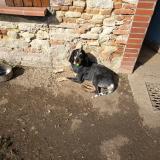 Foto de perro perdido en Molieres