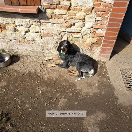 Foto 1/1 Una Chien perdido en Molieres