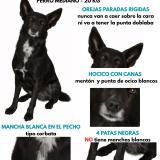 Foto de perro perdido en San Fernando