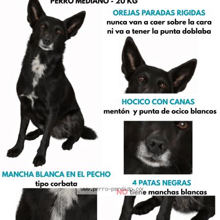 Foto 1/1 horacio Perro perdido en San Fernando