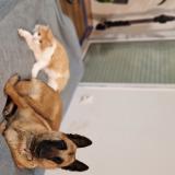 Foto de perro perdido en Ambages Et Lagrave