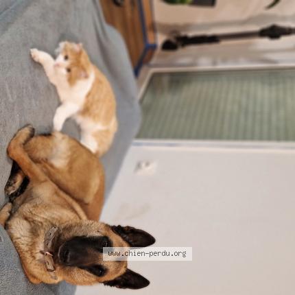 Foto 1/1 Titi Chien perdido en Ambages et lagrave