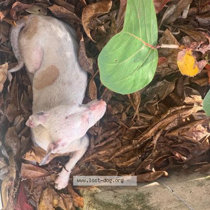 Foto 1/1 Perro encontrado Encontrado en San Juan