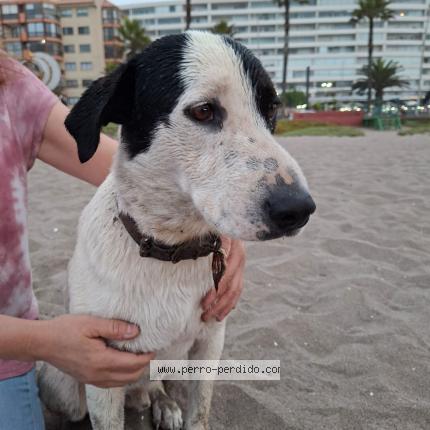 Foto 1/1 Perro encontrado Encontrado en La Serena