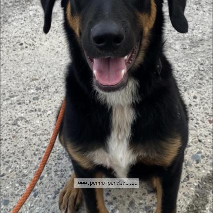 Foto 1/1 Emiliano Chien perdido en La ceiba