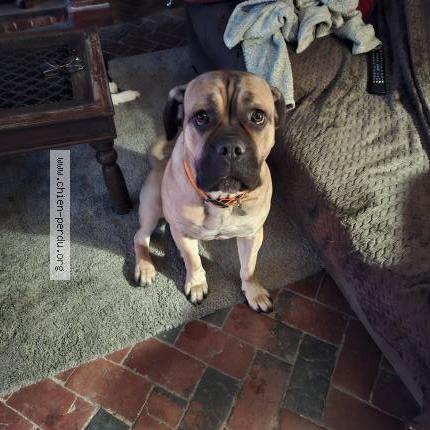 Foto de perro perdido en Bouvresse