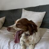 Foto de perro perdido en Noves