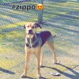 Foto de perro perdido en Chemille