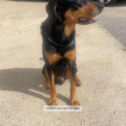 Foto de perro perdido en Laval Pradel