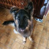 Foto de perro perdido en Novalaise