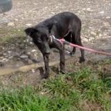 Foto de perro perdido en La Batie Montgascon