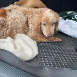 Foto de perro encontrado en Damazan