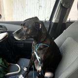 Foto de perro encontrado en Saint Jacques De La Lande