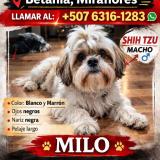 Foto de un perro reunido en Panama