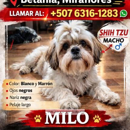 Foto 1/1 Perro encontrado Perdido en Panama