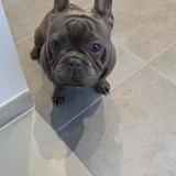 Foto de un perro reunido en Marcinelle