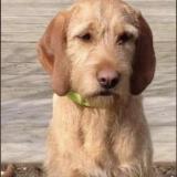 Foto de perro perdido en Lans En Vercors