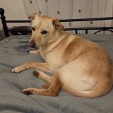 Foto de perro perdido en Correns