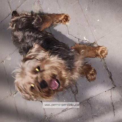 Foto 1/1 Perro encontrado Encontrado en San juan