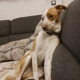 Foto de perro perdido en Rousset