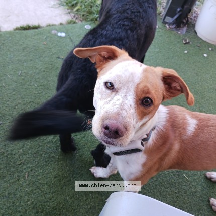 Foto de perro perdido en Rousset