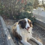 Foto de perro perdido en Allauch