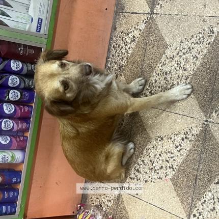 Foto 1/1 Perro encontrado Encontrado en Lima