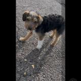 Foto de perro perdido en Petit Couronne