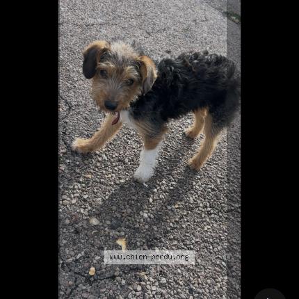 Foto 1/1 Bingo Chien perdido en Petit couronne