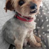 Foto de perro perdido en Limoges