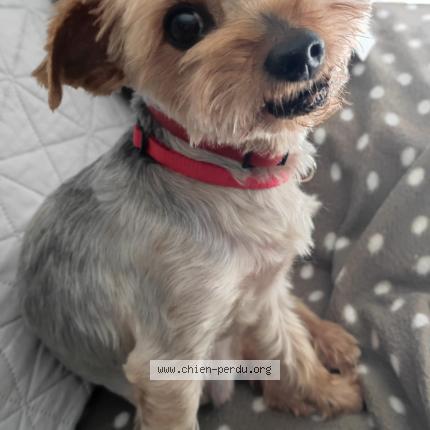 Foto 1/1 Yago Chien perdido en Limoges